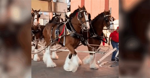 Watch The Iconic Budweiser Clydesdales Arrive At Busch Stadium On Opening Day