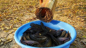 225K views · 4.3K reactions | Really Amazing Excellent Fish Catching With Banana Tree Fishing Trap In Village Pond By Fisherman #fishing #fish_trap | Fisherman Animal Lover-Original | Facebook
