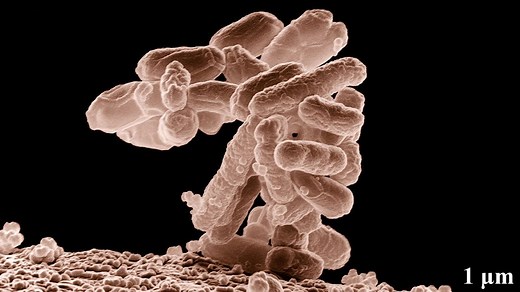 “Can it run Doom?” (Gut bacteria edition)