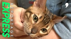 Documentaire | Le concours du plus beau chat de France