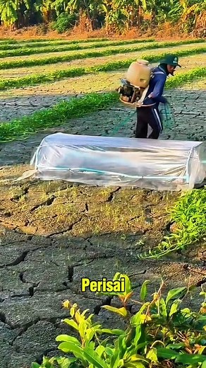 112K views · 143 reactions | Tehnik sepray yang viral | Tani Cultur | Facebook