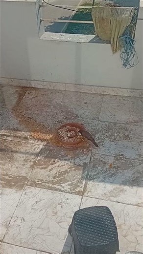 Birds eating from bird feeder