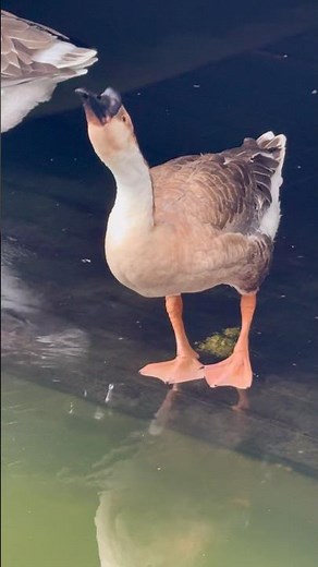 Geese make a sounds #animalscinematic #goose #animals #pets #animalssounds #shorts #usa