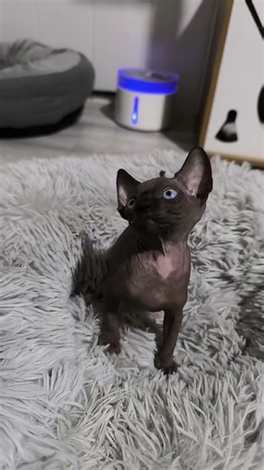 Lbk Extasis ☺️🫶 #cat #sphynx #sphynxlove #kitten #cute #funny #youtubeshorts #viral #parati #chat