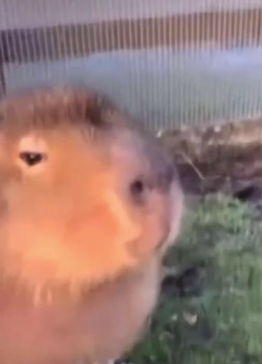 #capybara #afterparty #okipullup #fyp