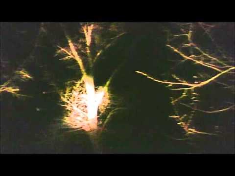 Coon Hunting with World's Greatest Redbone!