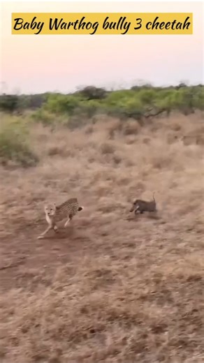 Fearless Baby Warthog Takes on Three Cheetahs 💥🐆!Cheetahs vs Baby Warthog!#SaharaAfrica!