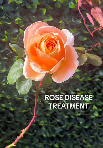 Copper Fungicide for Roses: Effective Disease Control