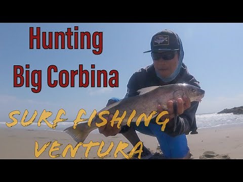 SURF FISHING Ventura [First Time!] - Hunt for Big CORBINA