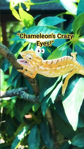 Chameleon Can Move Eyes in Two Directions 👀 | Amazing Animal Fact #shorts