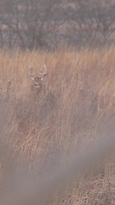 2.6K views · 64 reactions | Giant Kansas buck incoming  This hunt is featured on our newest Youtube Video The Best of Chris Ashley #kansas #giant | Small Town Hunting | Facebook