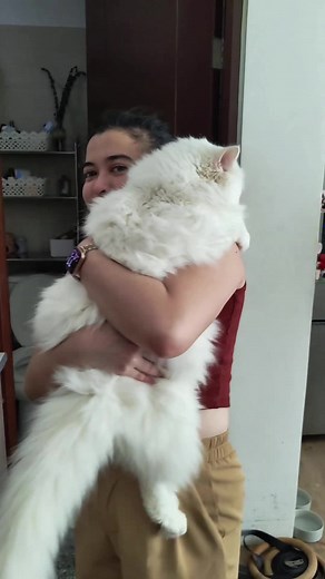 Lalaki ng Pusa: Ang Matabang Persian Cat