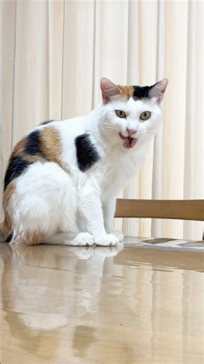 耳が痒かったと喋る三毛猫 #猫 #ねこ #三毛猫 #保護猫 #cat #かわいい #猫のいる暮らし #面白い猫