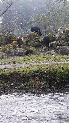 Cow Grazing in Nature