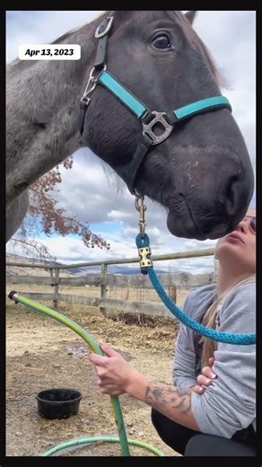 Throwback to the year Rudnik wouldn’t stop getting himself hurt 🥲 #horselife #horsegirl #blueroan