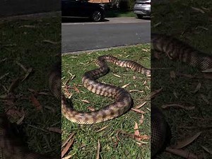 Blackheaded pythons 1 of Australia’s largest pythons
