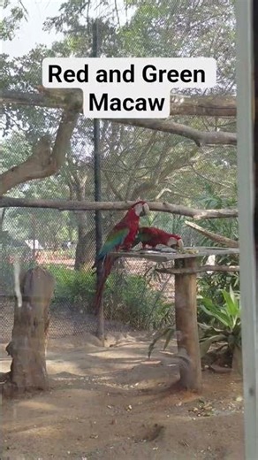 Red-and-green macaw also known as the green-winged macaw#video#shots#macaw#travel #vizag