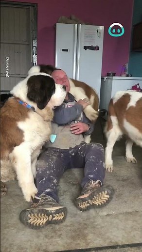 Huge Saint Bernards Pile onto Owner || ViralHog