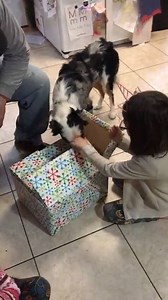70K views · 1.9K reactions | When you get your Aussie an Aussie for Christmas! | Best of Aussies Doing Things | Facebook