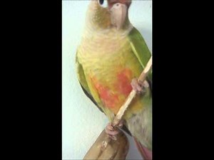 cri conures à joues vertes