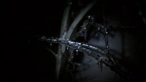 Walking Through Scary Forest Stock Footage Video (100% Royalty-free) 21550432 | Shutterstock