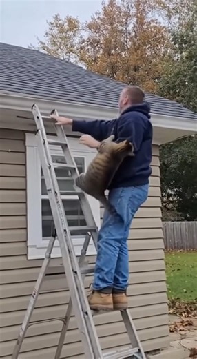 9.6K views · 69 reactions | When your pet thinks it’s in a martial arts movie. | Jellysmack | Facebook