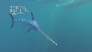 139K views · 1.4K reactions | Check out this wicked footage that Jakson Stancich got of a Broadbill Swordfish swimming on the surface in Northland. Shimano Fishing New Zealand Broadbill Swordfish Swordfish Bay of Islands Swordfish Club (Inc) | ITM Fishing | Facebook