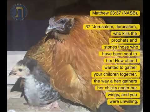 As a hen gathers her chicks under her wings (Matthew 23:37, Luke 13:34). 