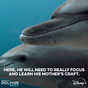 4.8K views · 220 reactions | “Can we get back to the lesson please?”  Watch Echo’s journey unfold in Disneynature’s Dolphin Reef, now streaming on Disney+. | Disneynature | Facebook
