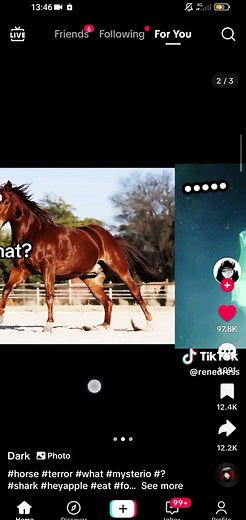 Hey Apple Shark Mystery Horse