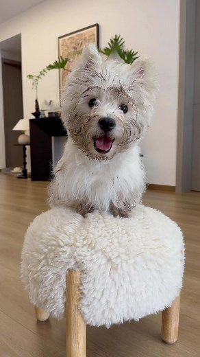是曼玉不是鳗鱼 | Xiaobai Spa Day!🛀 #littlemanyu #cute #dogsofinstagram #westie #asmr #xiaobai | Instagram