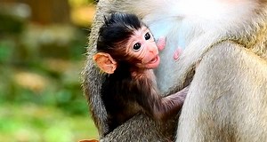 Most beautiful newborn baby Vixen looknso lovely with Young Mom Viola | Animals JoJo Family