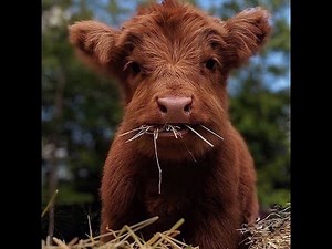 When to start feeding Calves Grass