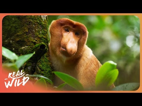 85 Million Years of Evolution: The Incredible World Of Monkeys