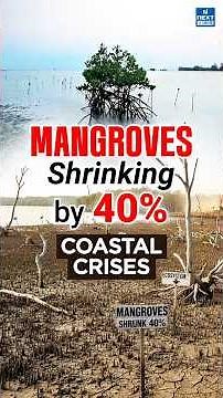 Mangroves: Earth’s Greatest Protectors | World Mangrove Day 2025 | NEXT IAS