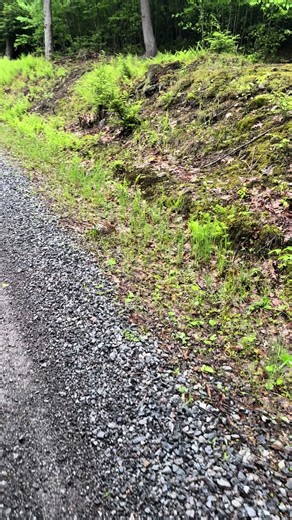 #cookforeststatepark #grouse #pheasant #birdfriend #trails