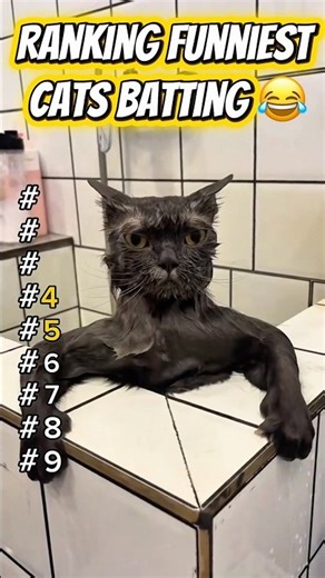 Ranking Funniest Cats Batting 😂 #shorts #banku