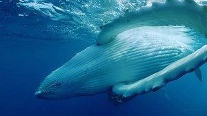 8.7K views · 1.1K reactions | I often find that the best way to have...