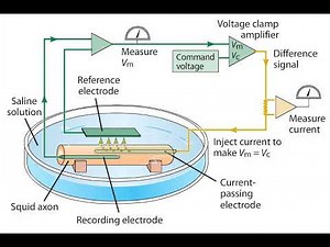 The Voltage Clamp Method