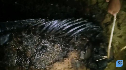 In the Philippines, Biologist Kelly Price describes the uncanny appearance of a striking sea animal - and thinks it may be the remains of an anglerfish 🪝 📹 #StrangeEvidence 🗓️ 9p ET | Science Channel