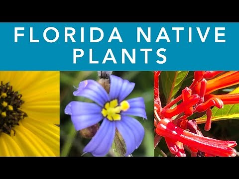 FLORIDA NATIVE PLANTS