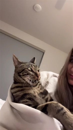 Cat vs Kissser: How Many Kisses Can My Cat Take?