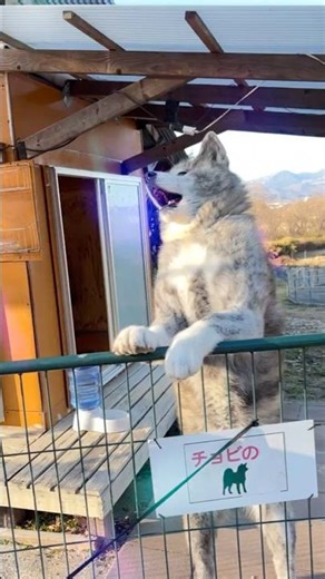 【秋田犬】柵からひょっこり！チョビの立ち姿が可愛すぎる…🐾 #shorts #秋田犬 #akitainu