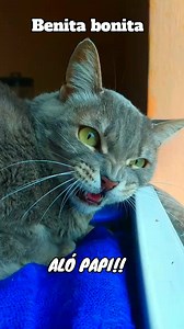 Aló papi 🙈🤣😜 #reelsviralシ #rbreels23 #humorviral #seguidoresfacebook #FunnyCats #funny #chistes #gatos | Benita bonita