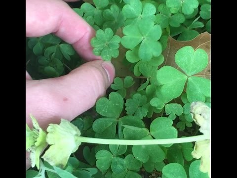 FINDING A TON OF FOUR LEAF CLOVERS + A FEW FIVE LEAF CLOVERS!!!!!