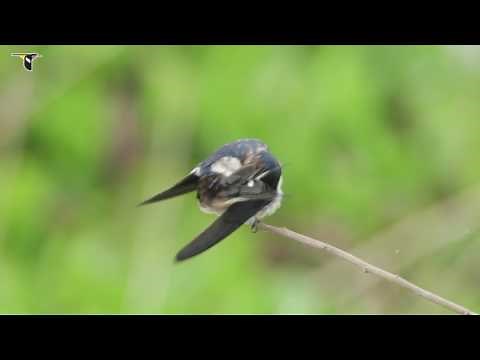 Preening Barn Swallow
