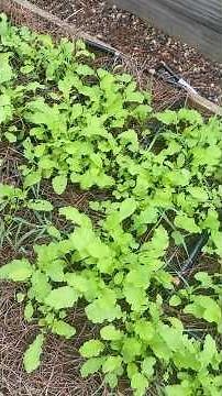 Improve the Soil In Your Garden With Cover Crops