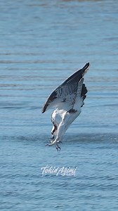 Epic Osprey dive! . . . #Osprey #birdsofprey #wildlife | Ta2020photography