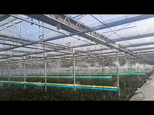 Automated Greenhouse Humidification | Nebufly Misting Systems