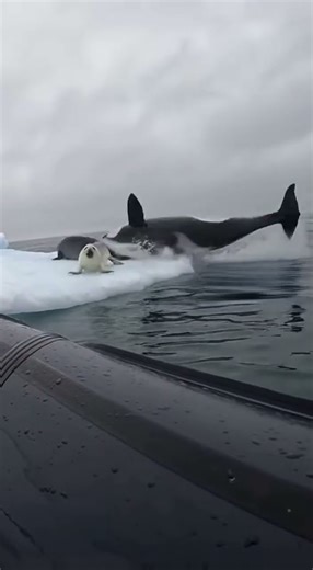Dramatic Rescue: Baby Seal Clings to Inflatable Boat—Orca Hunt
